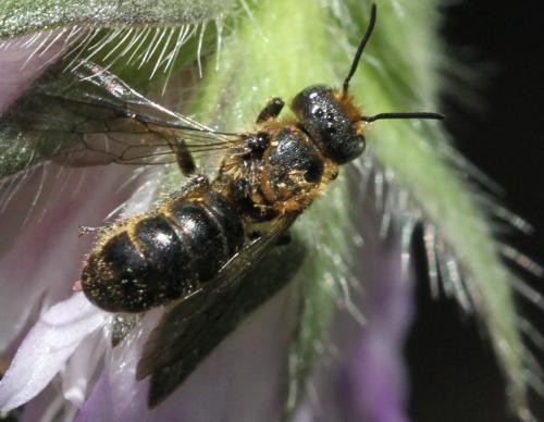 Réf. 196 499 : Chelostoma rapunculi